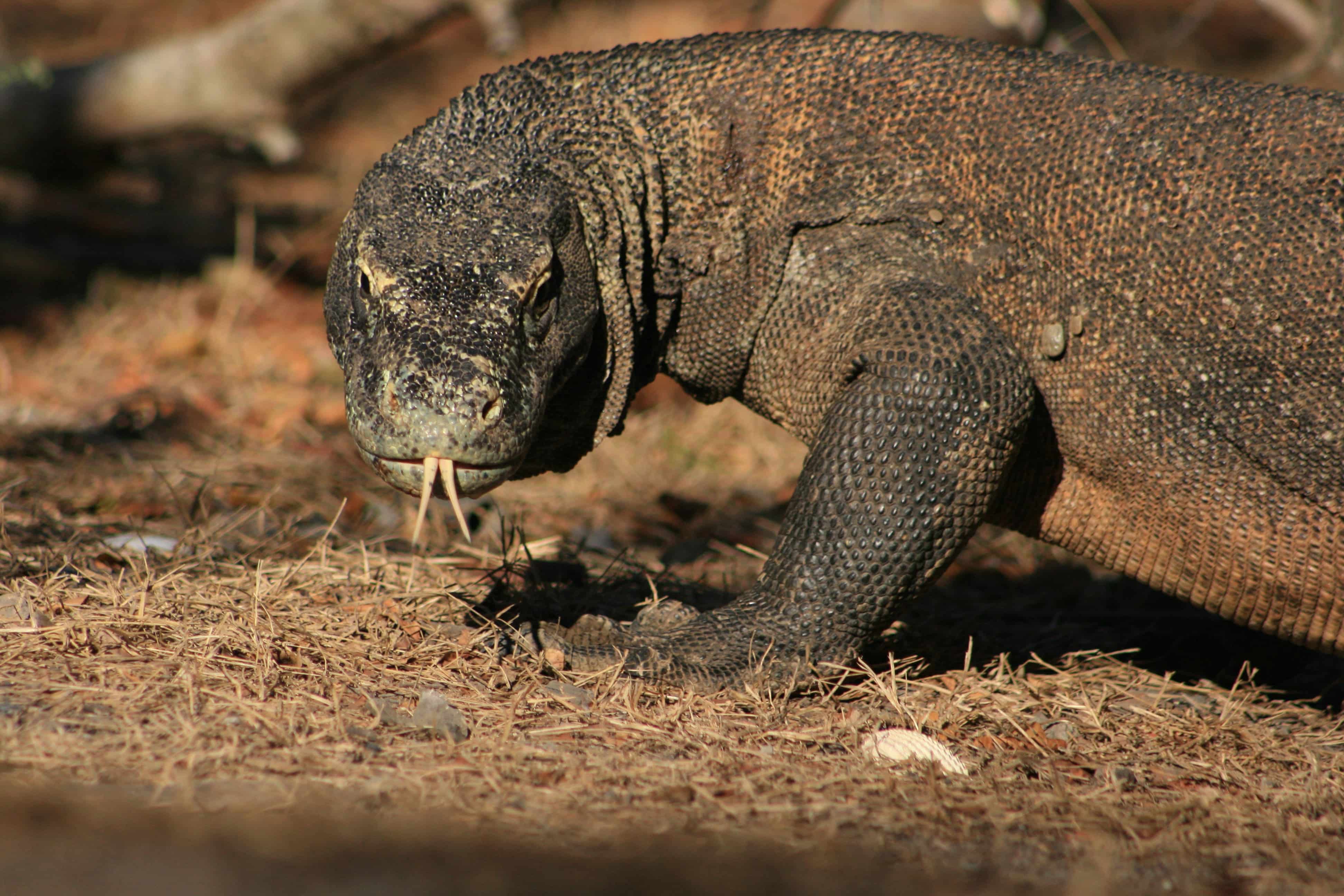 Komodo Dragon in Komodo National Park on a luxury boat trip with Kudanil Explorer